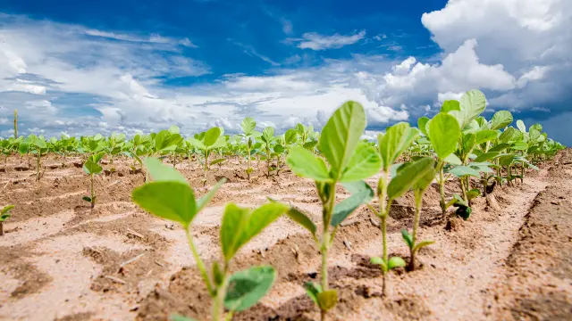 Agricultura, Agronegócio, plantio, inteligente, Bosch, agro, culturas, cultivo, manual Bosch, plantio inteligente, Bosch IPS.