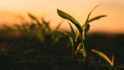 Agricultura sustentável: como produzir comida para o mundo todo e preservar o meio ambiente 