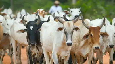 Saúde Gado Vacina 
