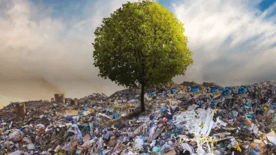 tree on the hill with a blue sky